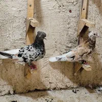 نروماده سروردم سفیدبی شعمک