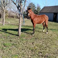 اسب ۵ سال کورسی