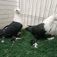 کبوتر رنگی نقش کبوتر پلاکی