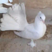 کبوتردم چتری