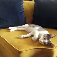 واگذاری گربه سه ماهه|گربه|قم, بنیاد|دیوار