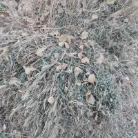 علوفه خشک|خدمات باغبانی و درختکاری|ابهر, |دیوار