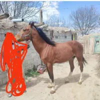 فروش اسب ازنژادسالاردوم