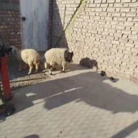 دوراس بره کاور دم شلال ناز|حیوانات مزرعه|زرند, |دیوار