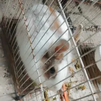 حیوان خانگی