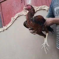 فروش جوجه لاری 4،،5ماهه|حیوانات مزرعه|میانه, |دیوار