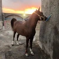 مادیان ۵ساله