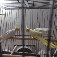 فروش یک جفت عروس هلندی لوتنیو کارداده