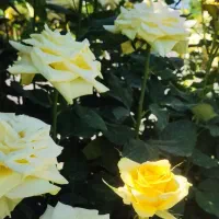 ویلا باغ  در عقیلی در ختان مثمر بهترین موقعیت