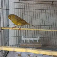 قناری نر|پرنده|قلعه نو, |دیوار