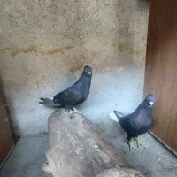 سیاه دم سفید نر و ماده|پرنده|شیراز, نصر|دیوار