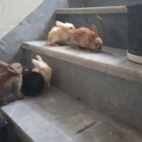 خرگوش|موش و خرگوش|شیراز, شاپورجان|دیوار