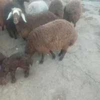 ۷راس بره دوبهر فروشی کیلویی|حیوانات مزرعه|کوراییم, |دیوار