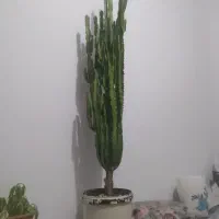 افور بیا اینگنس  کاکتوسی|گل و گیاه طبیعی|مراغه, |دیوار