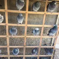 کبوتران مسافتی