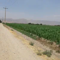 فروش یک هکتار و نیم زمین کشاورزی