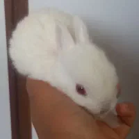 خرگوش