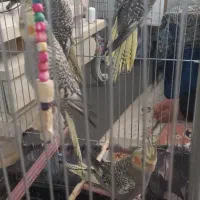 عروس هلندی|پرنده|تهران, تختی|دیوار