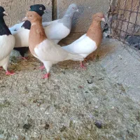 کله سیاه|پرنده|شیراز, ریاستی|دیوار