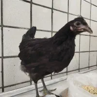 مرغ سیاه محلی آماده تخم گذاری