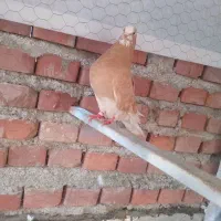 کفتر زرد|پرنده|پیرانشهر, |دیوار