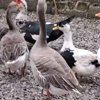 ۴عدد غاز بسیار درشت۴۸۰۰/۰۰۰|حیوانات مزرعه|سنگر, |دیوار