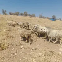 ۲۳راس شیشک میش آبستن داشتی|حیوانات مزرعه|شیراز, احمدآباد|دیوار