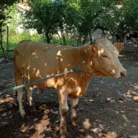 گاو نر ورزا