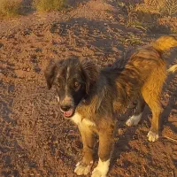 واگذاری سگ|سگ|رفسنجان, |دیوار