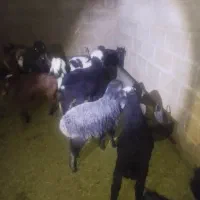 6 عدد بره 1 کهره|حیوانات مزرعه|داراب, |دیوار