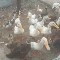 ۱۲۰عدد اردک پگنی ۲ماهه