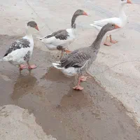 غاز