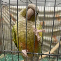 گرینچیک نر|پرنده|قم, پردیسان|دیوار