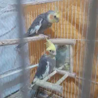 یک جفت عروس هلندی نروماده