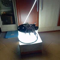 فروش ریسه SMD|ریسه و چراغ تزئینی|ارومیه, |دیوار