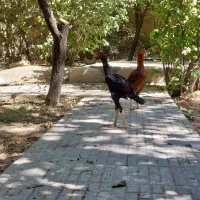 جوجه لاری ۴ماهه اوشانو دانگ بالا و خروس لاری افغان