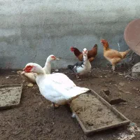 اردک سفید اسرائیلی نر ومده|حیوانات مزرعه|جویبار, |دیوار