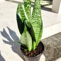 گل زیبا و شاداب خانگی|گل و گیاه طبیعی|خرمآباد, |دیوار