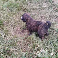 واگذاری سگ نر