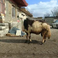 قوچ خال سیاه|حیوانات مزرعه|بروجرد, |دیوار