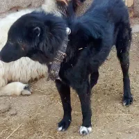 سگ گمشده|سگ|شوشتر, |دیوار