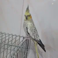 عروس هلندی|پرنده|اصفهان, عطار نیشابوری|دیوار