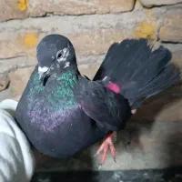 کبوتر|پرنده|کرج, کرج نو|دیوار