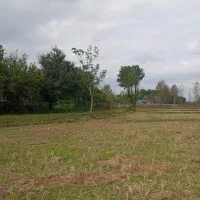 زمین شالیزاری شاندرمن