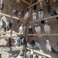 نروماده پرشی|پرنده|قم, هفت تیر|دیوار