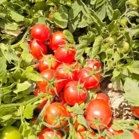 فروش گوجه فرنگی وهندوانه صادراتی ومیدانی ...