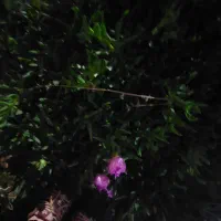 اجاره-زمین-برای-گلخانه-پیل-علی-باغ
