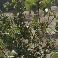 باغ باغچه زمین چهار دیواری آسفالت سند تک برگ|فروش زمین و ملک کلنگی|وحیدیه, |دیوار