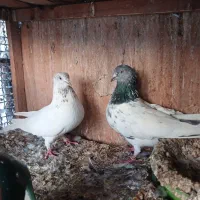 سه جفت کله داردمسبزپرشی