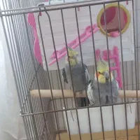 دو عدد عروس هلندی|پرنده|کوهدشت, |دیوار